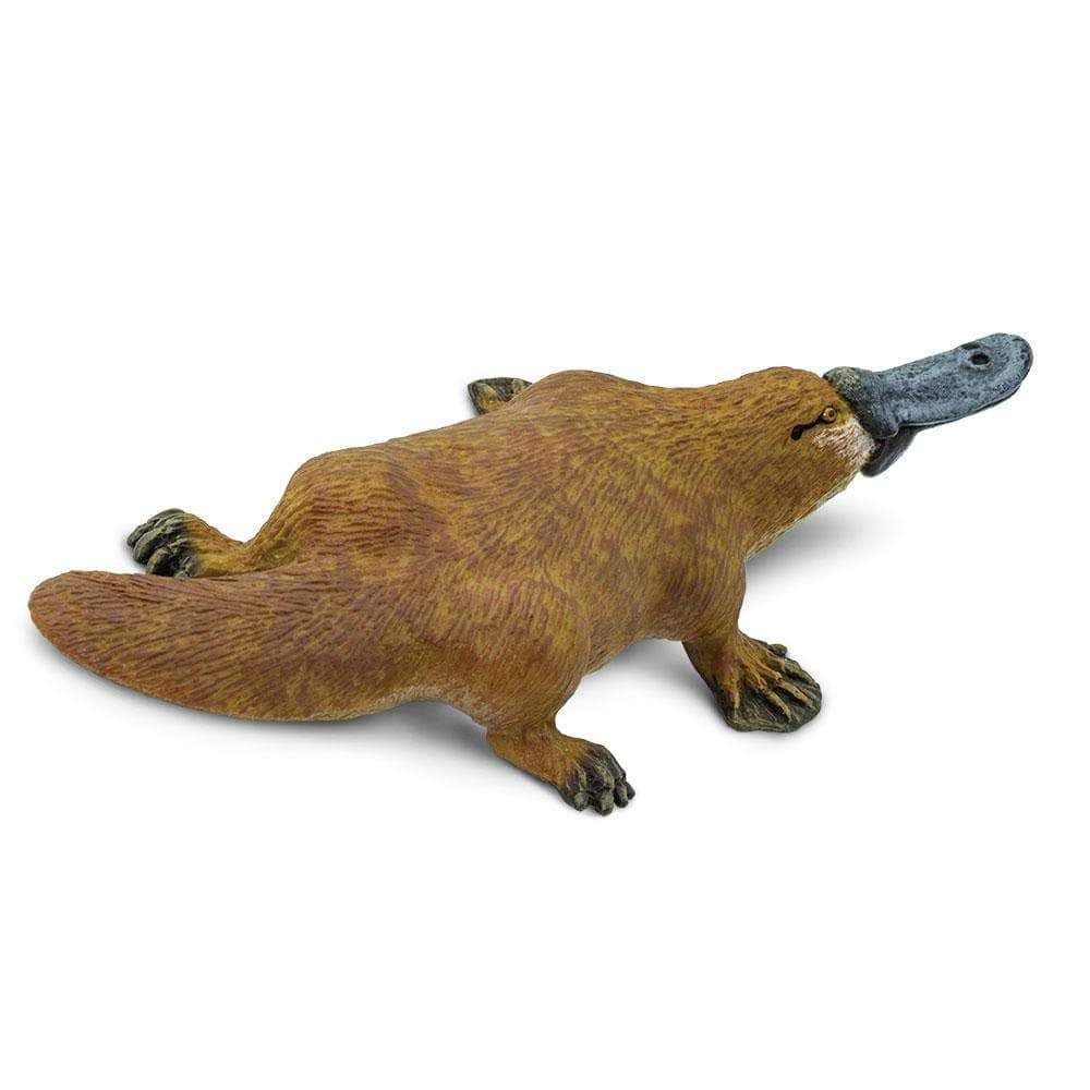 Safari Ltd. Platypus Figurine - Detailed 4.75" Plastic Model Figure - Fun Educational Play - Image 5