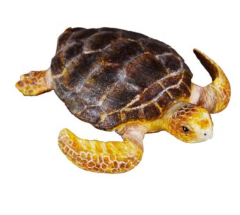 CollectA Sea Life Loggerhead Turtle Toy Figure – Authentic Hand Painted Model