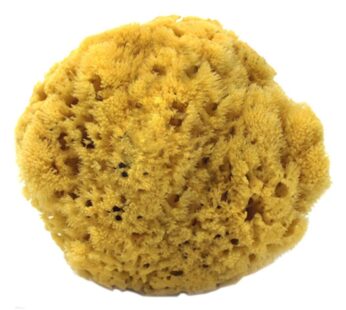 100% Natural Sea Sponge 5-6″ by Spa Destinations”Creating The In Home Spa Experience” For