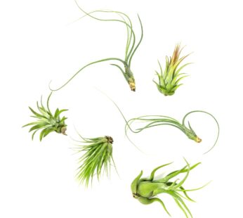 Tillandsia Air Plants Live Indoor Plants (12PK), Airplants Variety Live Plant Kit, Tropica