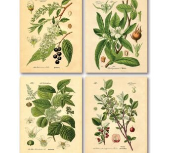 Gango Home Decor Popular Old-Fashioned Plant Botanical Prints; Four 8x10in Poster Prints