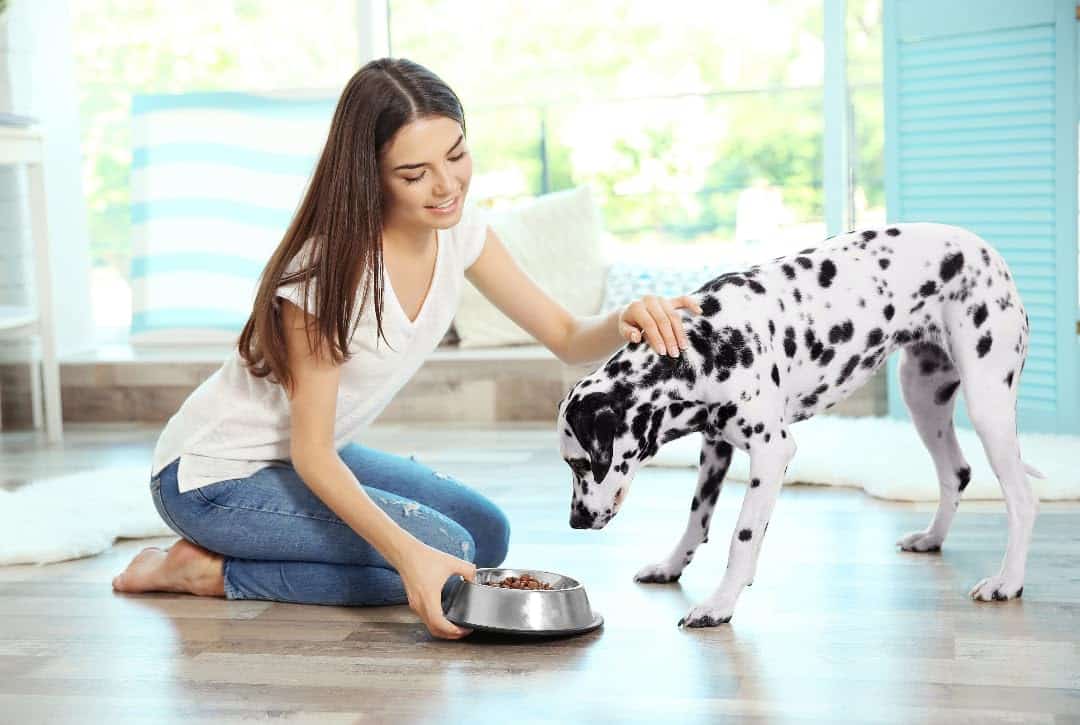 Van Ness Pets Medium Non Tip Stainless Steel Dog Bowl, 32 OZ Food and Water Dish, Wide Base Prevents Spills - Image 2